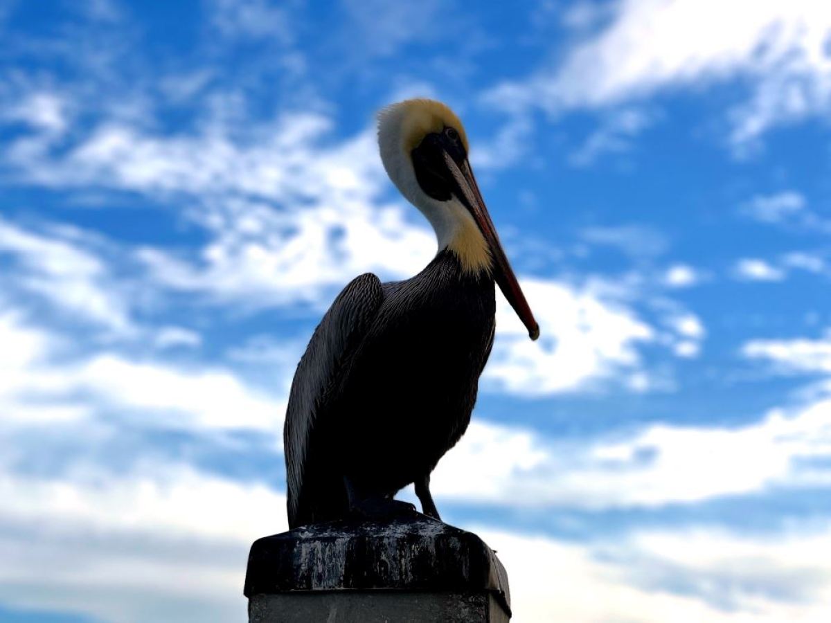 a close up of a bird perched on a cloudy day