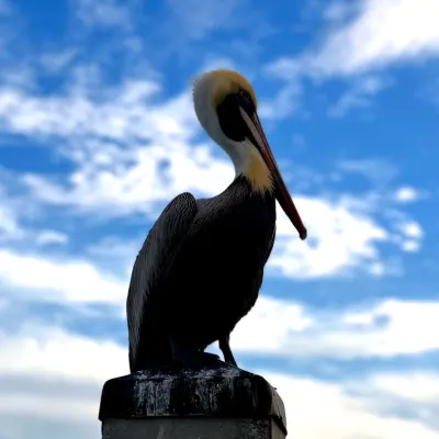 a close up of a bird perched on a cloudy day