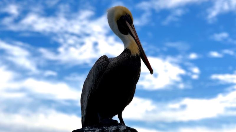 a close up of a bird perched on a cloudy day