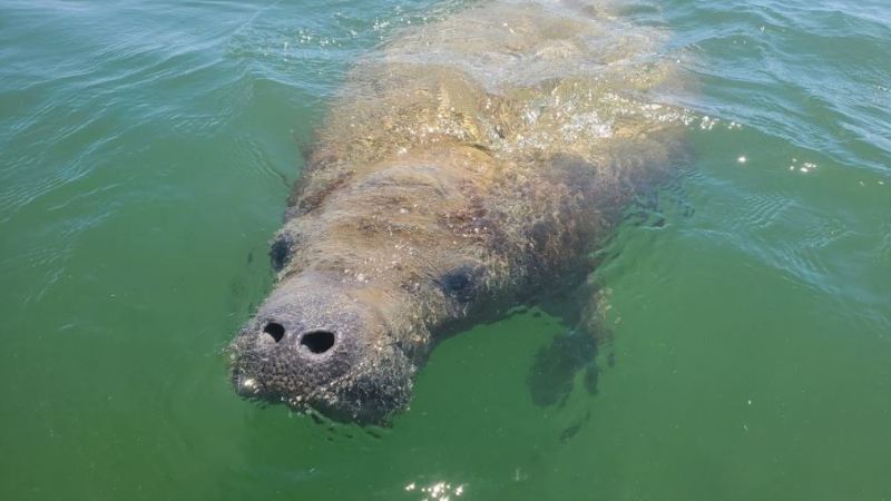 a bird swimming in water next to the ocean