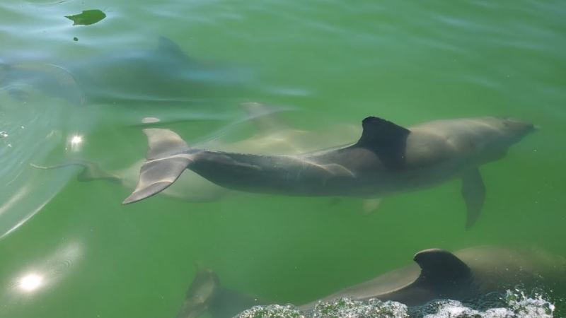a bird swimming in water