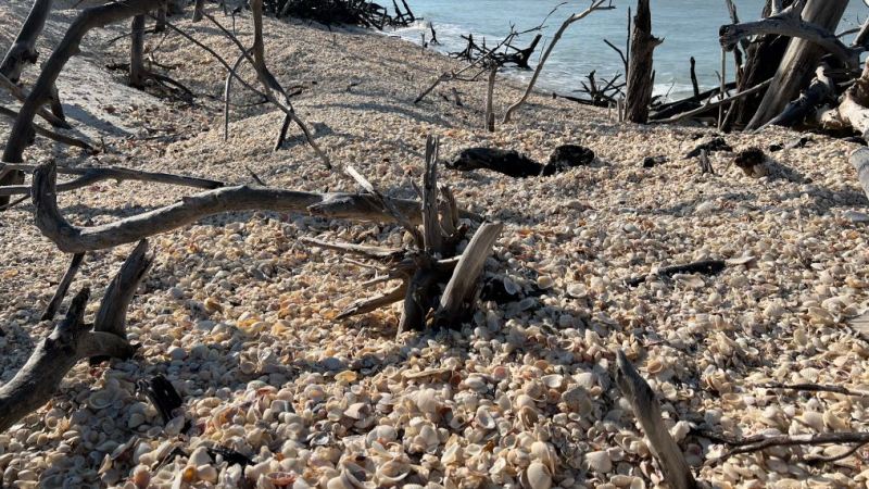 a tree on a rocky beach