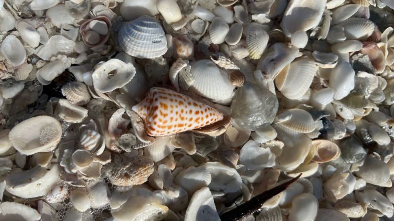 a close up of a piece of cake covered in chocolate
