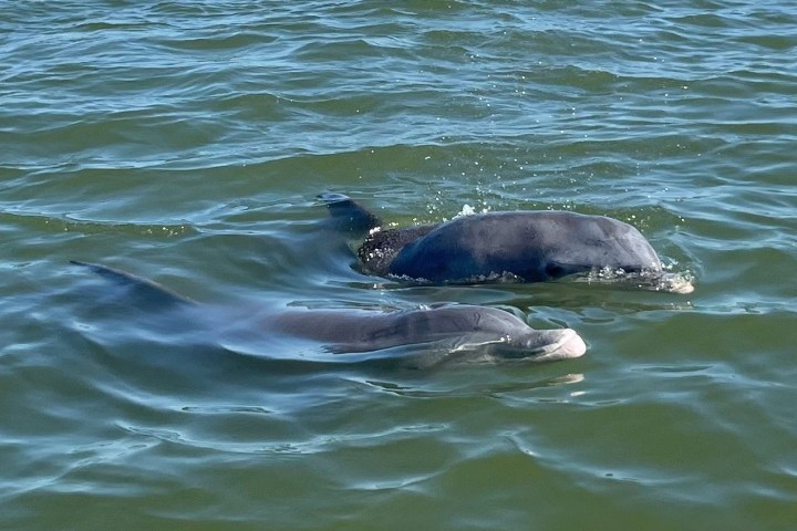 an animal swimming in the water